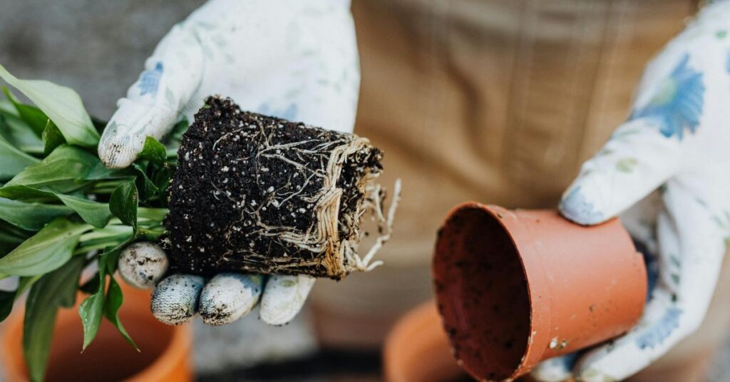 Gloved hands holding a plant with visible roots, removed from a pot — representing root-cause healing and personalized care through functional healthcare.